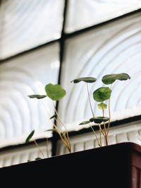 Close-up of potted plant on window