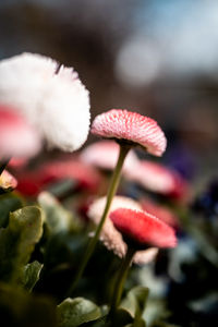 Close-up of red flowering plant