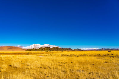 Scenic view of field against clear blue sky