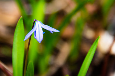 Close-up of purple flowering plant