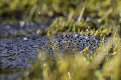 Close-up on frogspawn at the edge of a pond.