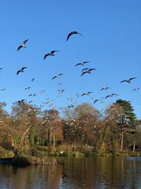 Birds flying over the lake