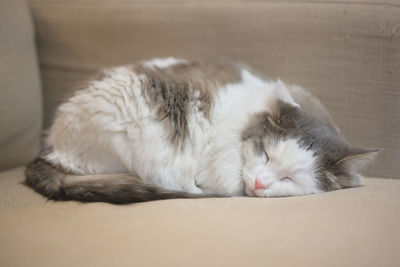 Close-up of white cat sleeping on sofa