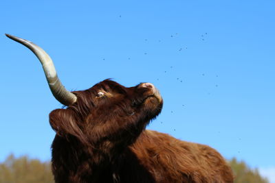 Low angle view of horse against clear blue sky