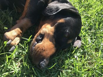 Close-up of a dog lying on field