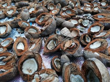 Full frame shot of shells