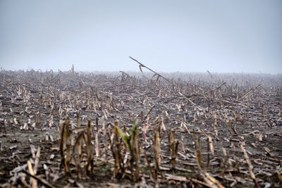 Surface level of land against clear sky