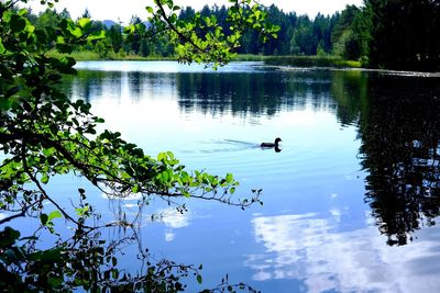 Ducks swimming in lake