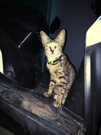 Cat sitting in car