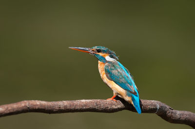 Close-up of bird perching on branch