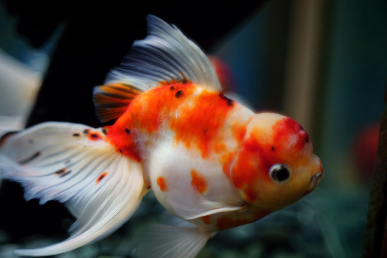 CLOSE-UP OF ORANGE FISH IN SEA