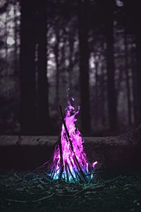 Purple flower tree on field at night