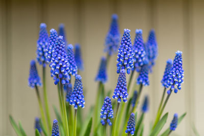 Close-up of purple flowering plants