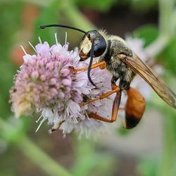 Close-up of bee pollinating on flower