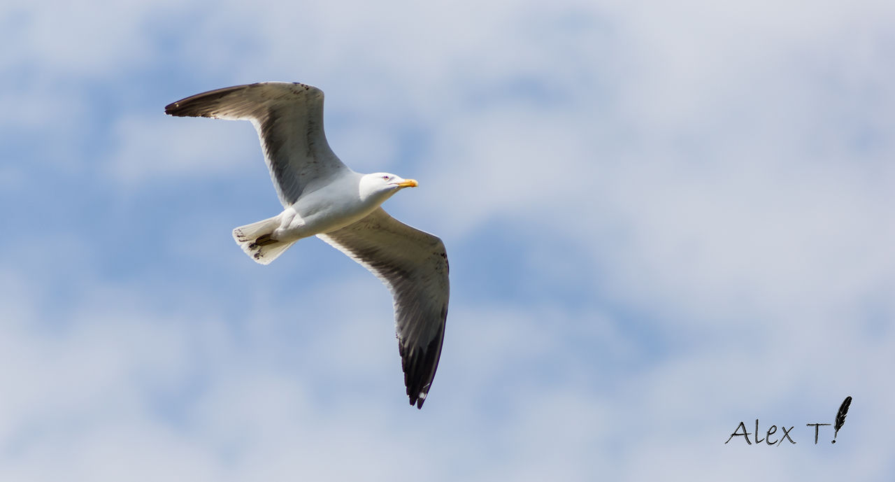 animal themes, animal, animal wildlife, wildlife, bird, flying, gull, one animal, spread wings, animal body part, seabird, cloud, sky, mid-air, nature, no people, beak, motion, low angle view, full length, outdoors, seagull, day, european herring gull, animal wing, wing
