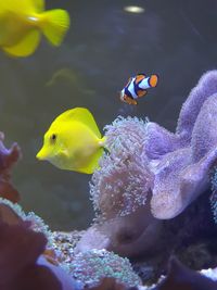 Close-up of fish swimming in sea