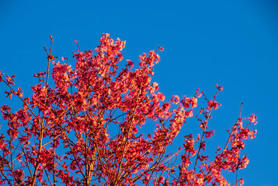 Low angle view of cherry blossom against blue sky