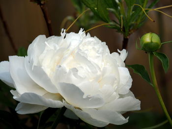 Close-up of white rose flower