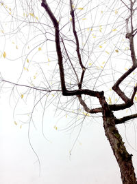 Low angle view of bare tree against sky