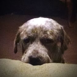 Close-up portrait of dog