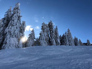 Pine trees on snow covered landscape against sky