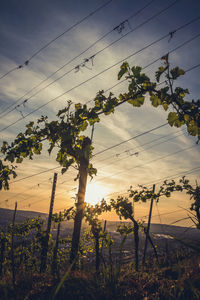Vineyard against sunset sky