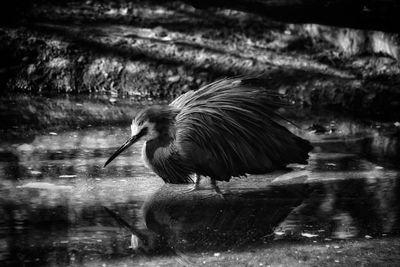 Bird in lake