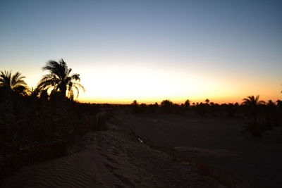 Palm trees at sunset