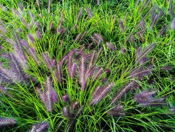 Plants growing in park