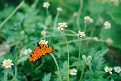 Close-up of butterfly pollinating flower