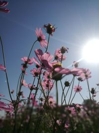 Low angle view of pink flowering plant against sky