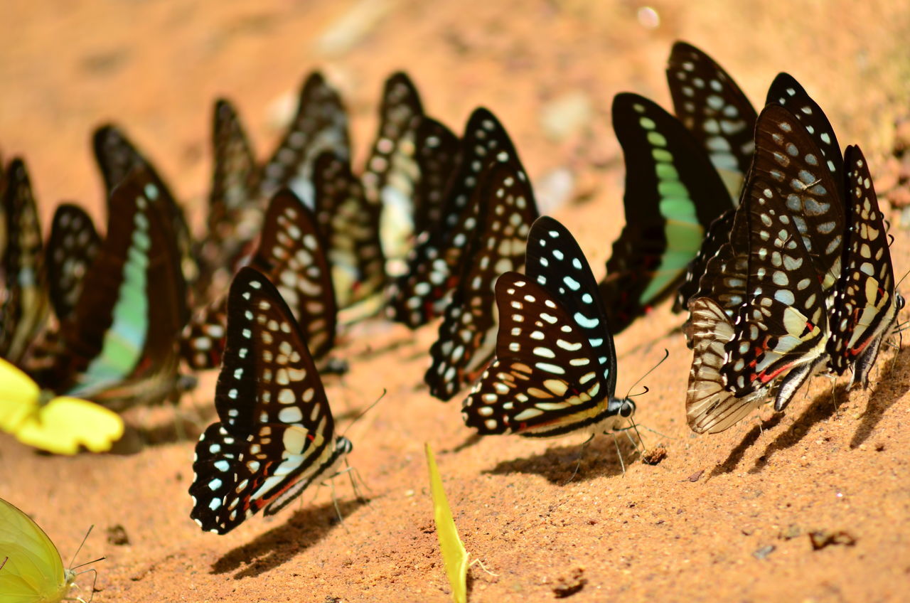 butterfly, moths and butterflies, animal, animal themes, insect, nature, animal wildlife, no people, wildlife, macro photography, beauty in nature, group of animals, monarch butterfly, animal wing, close-up, land, animal markings, focus on foreground, outdoors, day