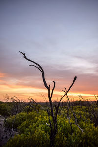 Silhouette bare tree on field against sky during sunset