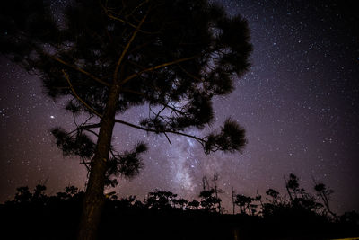 Low angle view of silhouette tree against sky at night