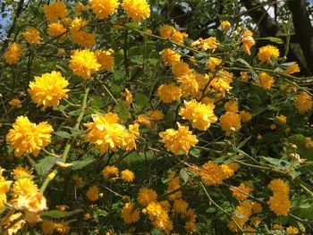 Close-up of yellow flowers