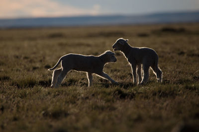 Kid goats playing on grass