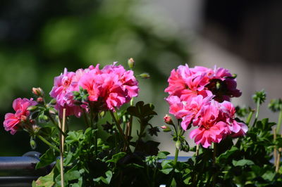 Close-up of pink flowers blooming outdoors