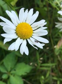 Close-up of white daisy flower on field