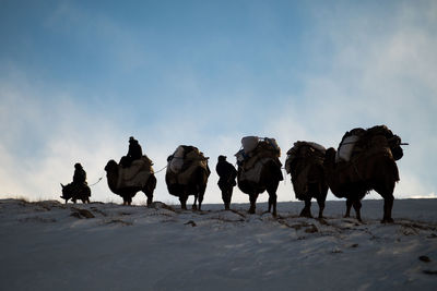 Bactrian camels on snow covered field against sky