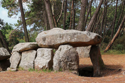 Stone wall by trees in forest