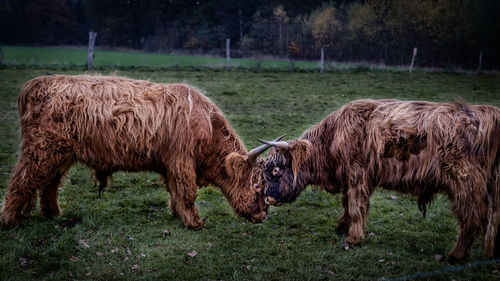 Horses in a field