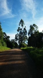 Road passing through forest