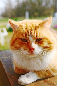 Close-up portrait of a cat