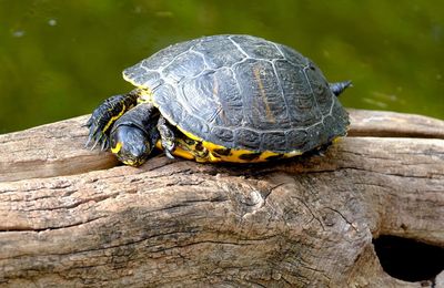 Close-up of lizard on wood
