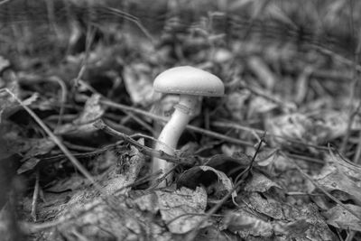 Close-up of mushroom growing