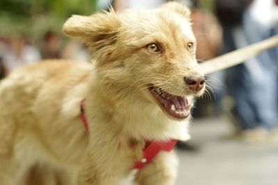 Close-up of dog