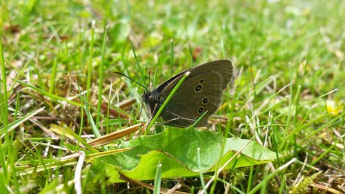 High angle view of butterfly perching on leaf