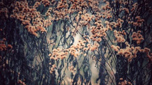 Close-up of flowering plants on land