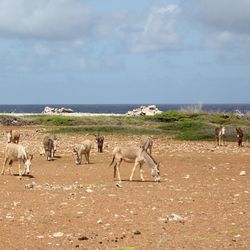 Flock of sheep grazing on land against sky