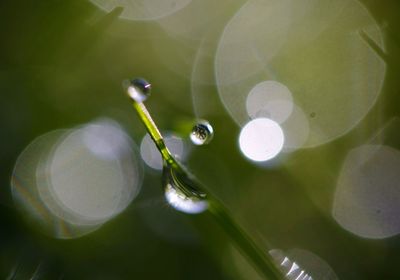 Close-up of plant against blurred background